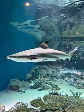 マクセル アクアパーク品川に投稿された画像（2024/2/18）