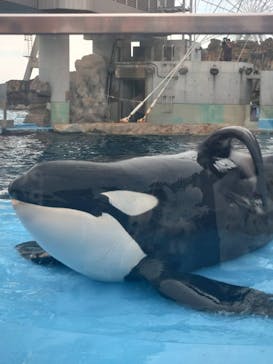 名古屋港水族館に投稿された画像（2024/2/18）