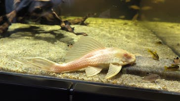 カワスイ 川崎⽔族館に投稿された画像（2024/2/18）