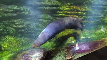 カワスイ 川崎⽔族館に投稿された画像（2024/2/18）