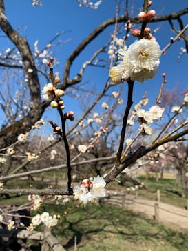 偕楽園本園に投稿された画像（2024/2/18）