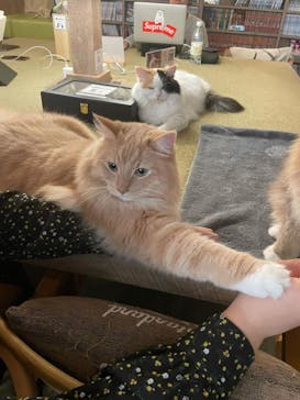 猫カフェモカ　池袋東口店に投稿された画像（2024/2/18）