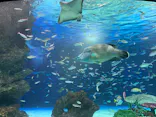 サンシャイン水族館に投稿された画像（2024/2/19）