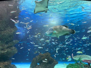 サンシャイン水族館に投稿された画像（2024/2/18）