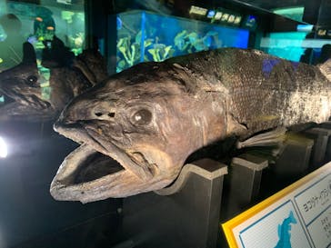 サンシャイン水族館に投稿された画像（2024/2/18）