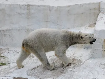 天王寺動物園に投稿された画像（2024/2/19）