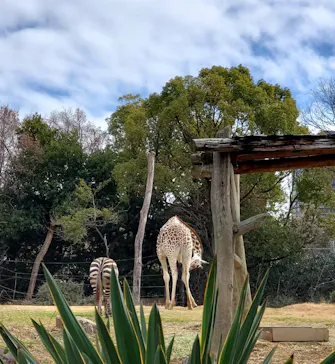 天王寺動物園に投稿された画像（2024/2/19）