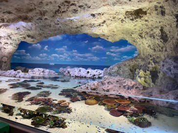 DMMかりゆし水族館に投稿された画像（2024/2/19）