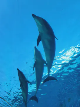 横浜・八景島シーパラダイスに投稿された画像（2024/2/19）