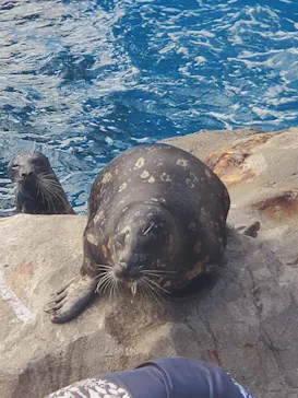 横浜・八景島シーパラダイスに投稿された画像（2024/2/19）