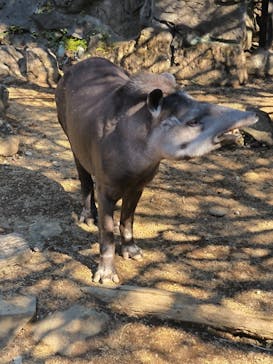 伊豆シャボテン動物公園に投稿された画像（2024/2/19）