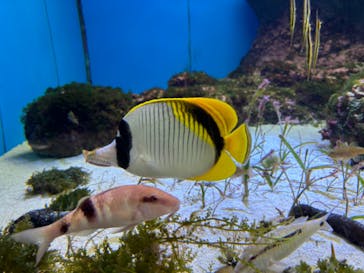 沖縄美ら海水族館に投稿された画像（2024/2/19）