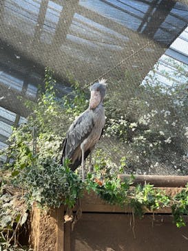 神戸どうぶつ王国に投稿された画像（2024/2/19）