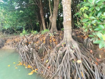 石垣島 ADVENTURE PiPi（イシガキジマアドベンチャーピピ）に投稿された画像（2024/2/19）