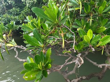 石垣島 ADVENTURE PiPi（イシガキジマアドベンチャーピピ）に投稿された画像（2024/2/19）