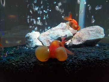 NARA KINGYO MUSEUMに投稿された画像（2024/2/19）