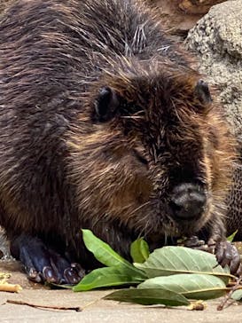 神戸どうぶつ王国に投稿された画像（2024/2/19）