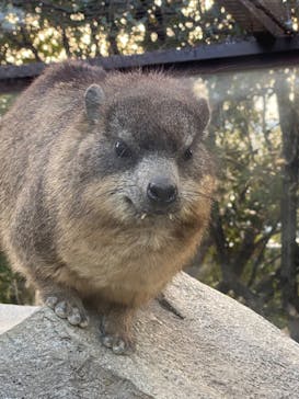 神戸どうぶつ王国に投稿された画像（2024/2/19）