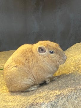 神戸どうぶつ王国に投稿された画像（2024/2/19）