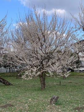 偕楽園本園に投稿された画像（2024/2/19）