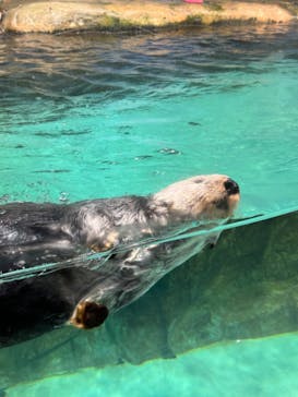 マリンワールド海の中道に投稿された画像（2024/2/19）