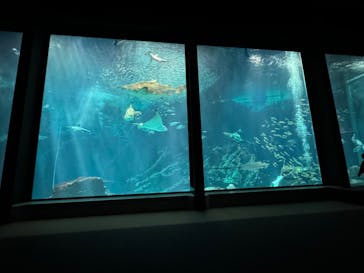 マリンワールド海の中道に投稿された画像（2024/2/19）