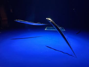 マリンワールド海の中道に投稿された画像（2024/2/19）