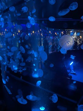 京都水族館に投稿された画像（2024/2/19）