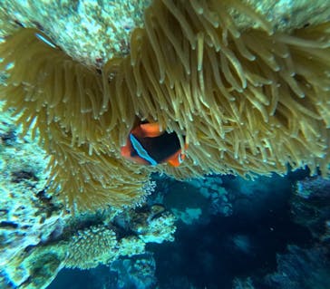 石垣島 ADVENTURE PiPi（イシガキジマアドベンチャーピピ）に投稿された画像（2024/2/19）