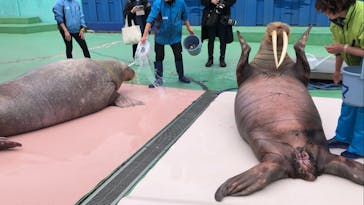 ゼロ距離水族館 伊勢シーパラダイスに投稿された画像（2024/2/19）