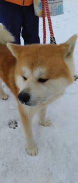 一般社団法人ヘルスケアデザイン秋田に投稿された画像（2024/2/19）