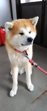 一般社団法人ヘルスケアデザイン秋田に投稿された画像（2024/2/19）