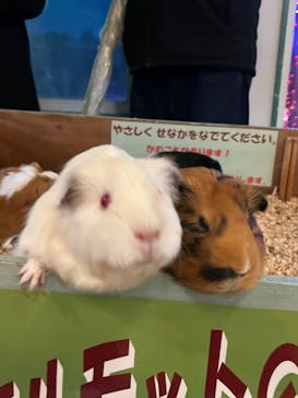 伊豆ぐらんぱる公園に投稿された画像（2024/2/19）