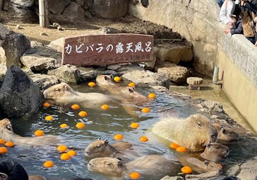 伊豆シャボテン動物公園に投稿された画像（2024/2/18）