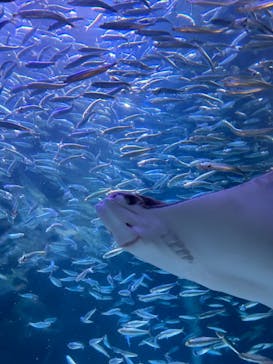 マクセル アクアパーク品川に投稿された画像（2024/2/19）