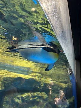 マクセル アクアパーク品川に投稿された画像（2024/2/19）