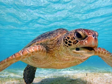 nico 宮古島に投稿された画像（2024/2/19）