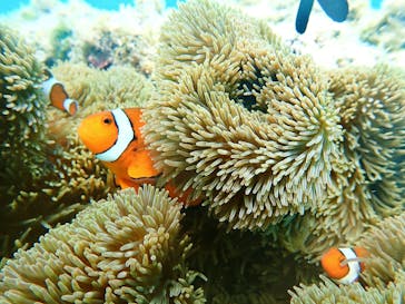 nico 宮古島に投稿された画像（2024/2/19）