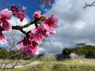 今帰仁城跡に投稿された画像（2024/2/19）