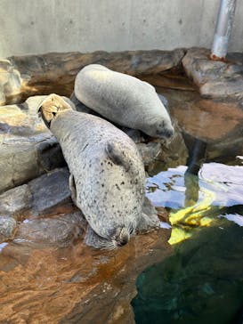 しながわ水族館に投稿された画像（2024/2/19）