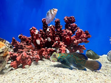 しながわ水族館に投稿された画像（2024/2/19）