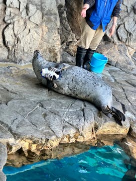 しながわ水族館に投稿された画像（2024/2/19）