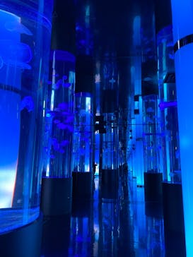 DMMかりゆし水族館に投稿された画像（2024/2/19）