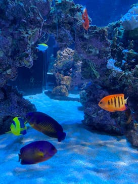 DMMかりゆし水族館に投稿された画像（2024/2/19）