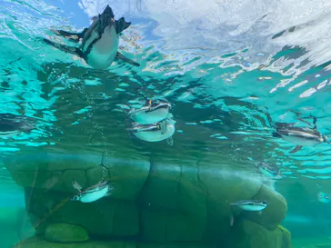 天王寺動物園に投稿された画像（2024/2/19）