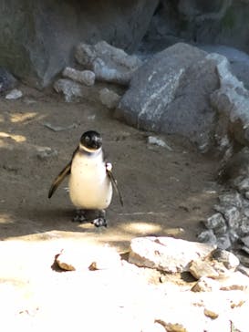 伊豆シャボテン動物公園に投稿された画像（2024/2/19）