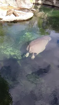 天王寺動物園に投稿された画像（2024/2/20）