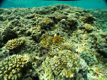 武藤潜水に投稿された画像（2024/2/20）