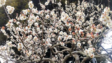 偕楽園本園に投稿された画像（2024/2/20）