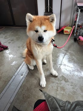 一般社団法人ヘルスケアデザイン秋田に投稿された画像（2024/2/20）